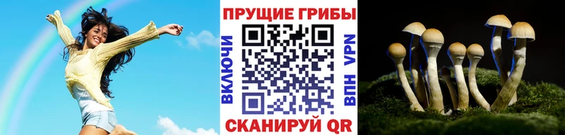 Купить закладки  Богучар  Псилоцибиновые грибы мицелий 